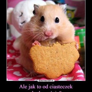 Meet your Posher, Marzena